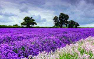 Momentum: What It Is and Why It Matters